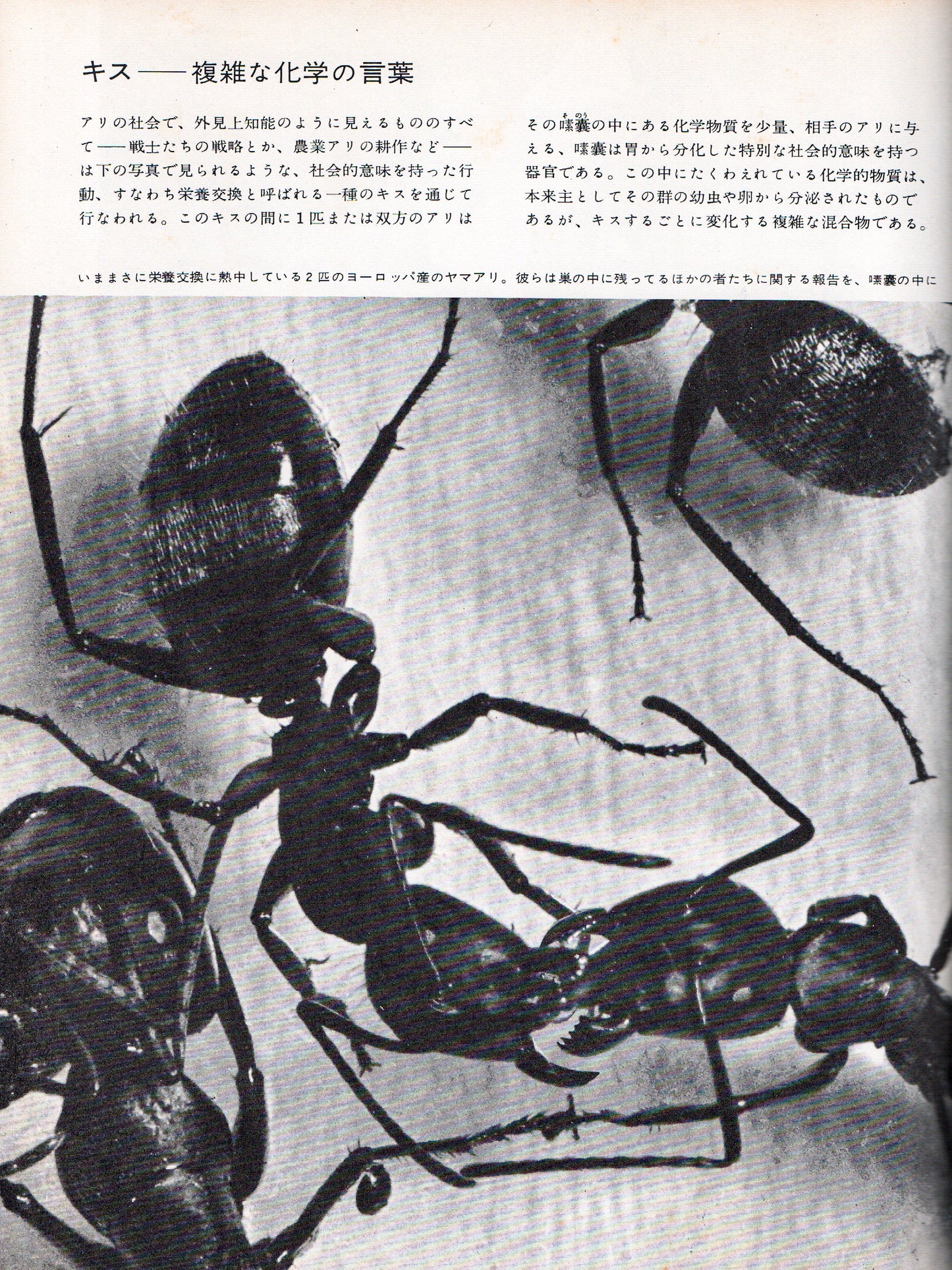 The Insects