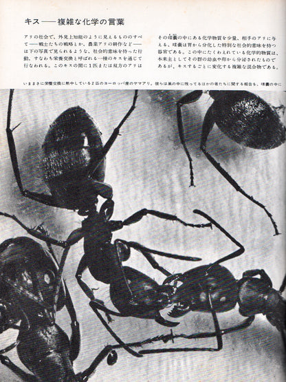 The Insects