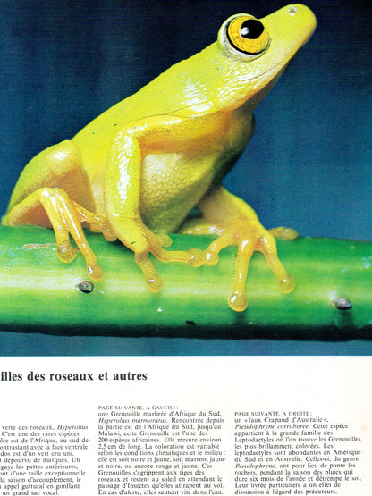 Les Reptiles