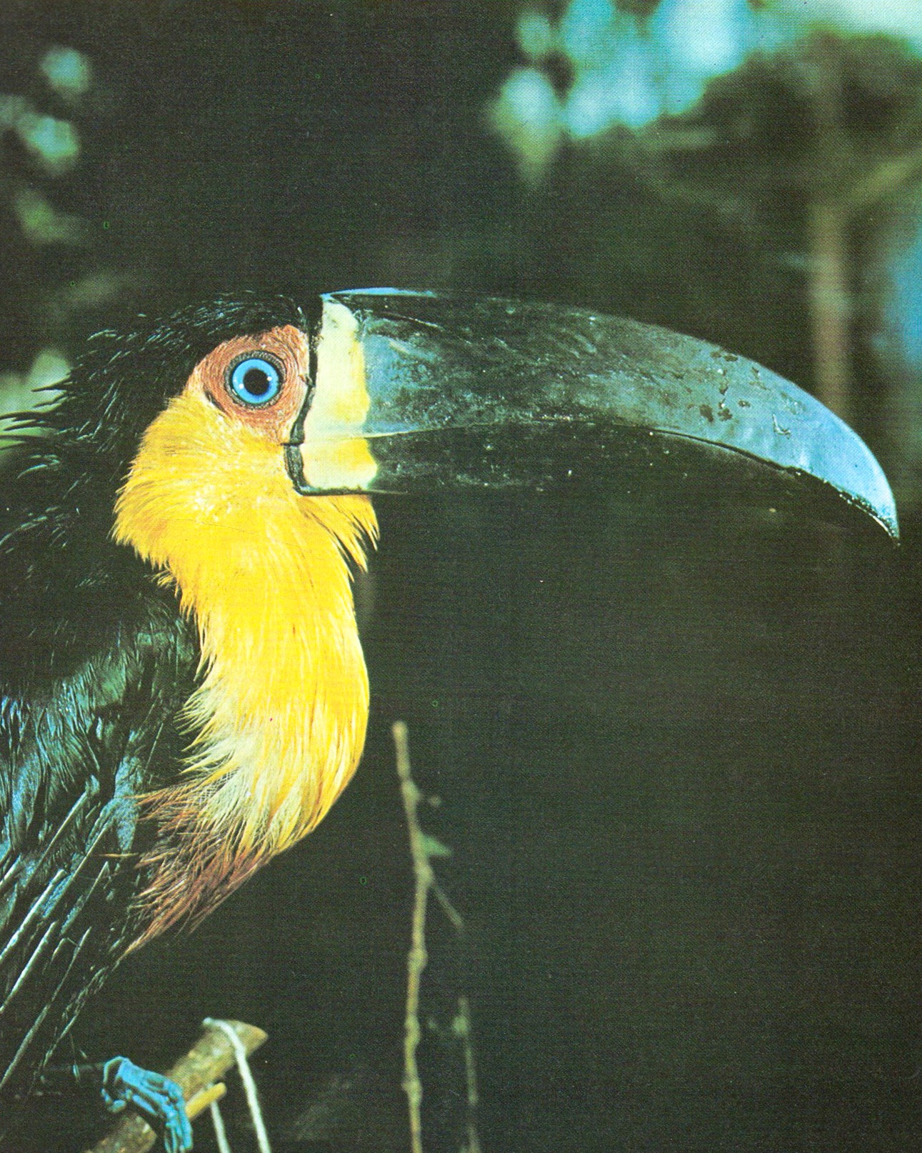 Amazônia: O Desafio dos Trópicos