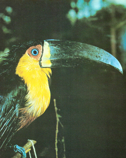Amazônia: O Desafio dos Trópicos