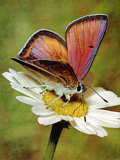 The Insects