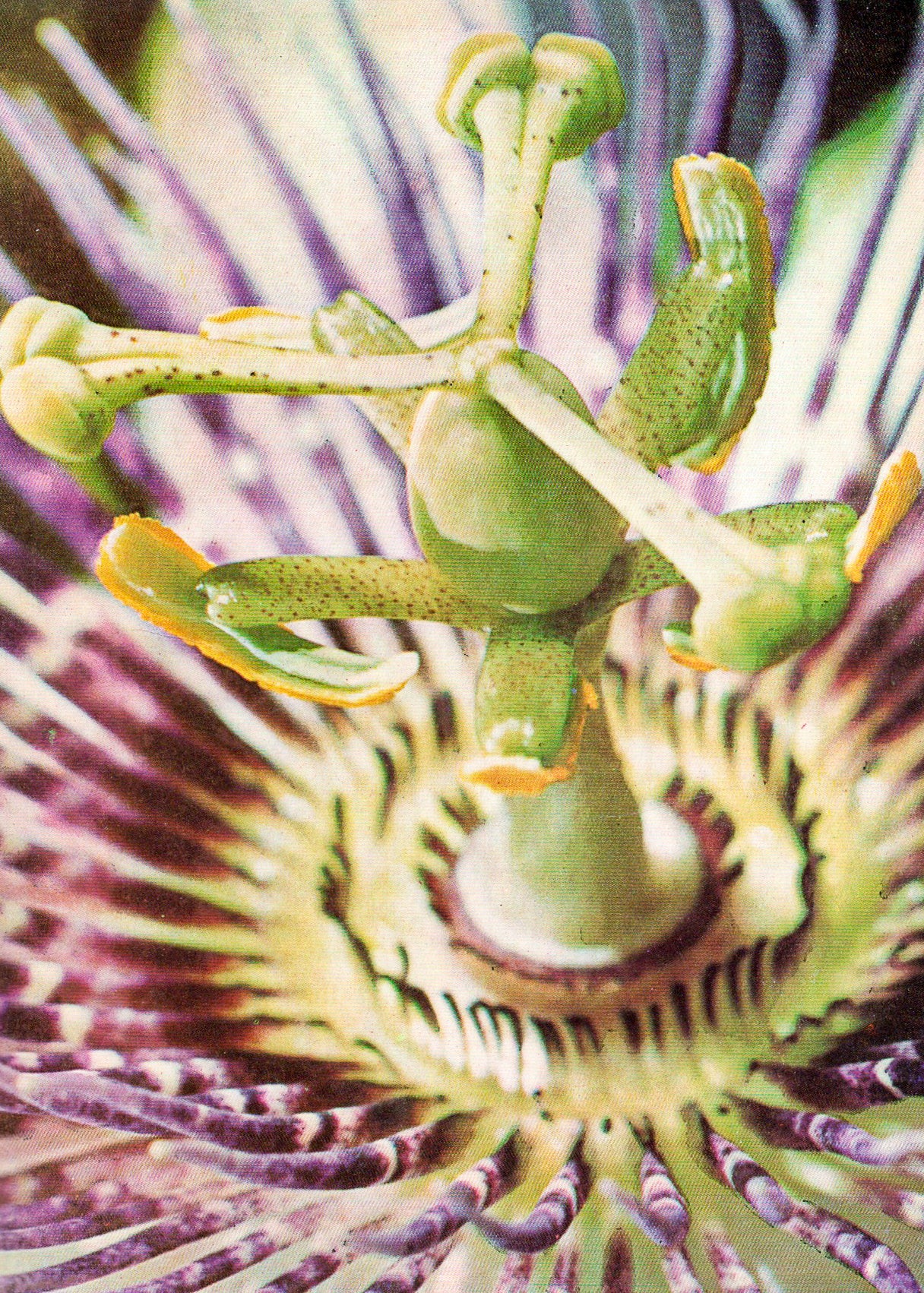 Rätsel der Natur