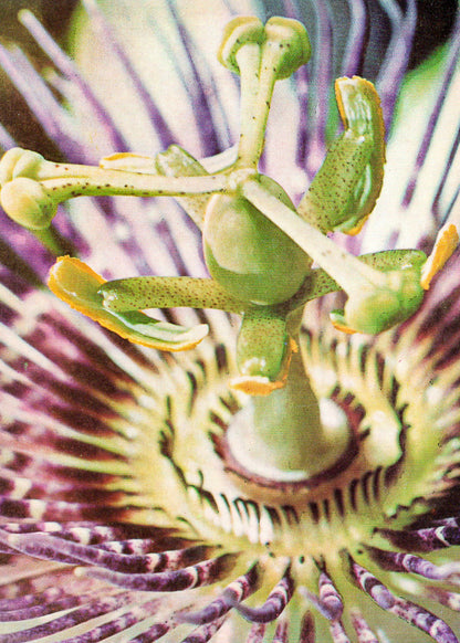 Rätsel der Natur