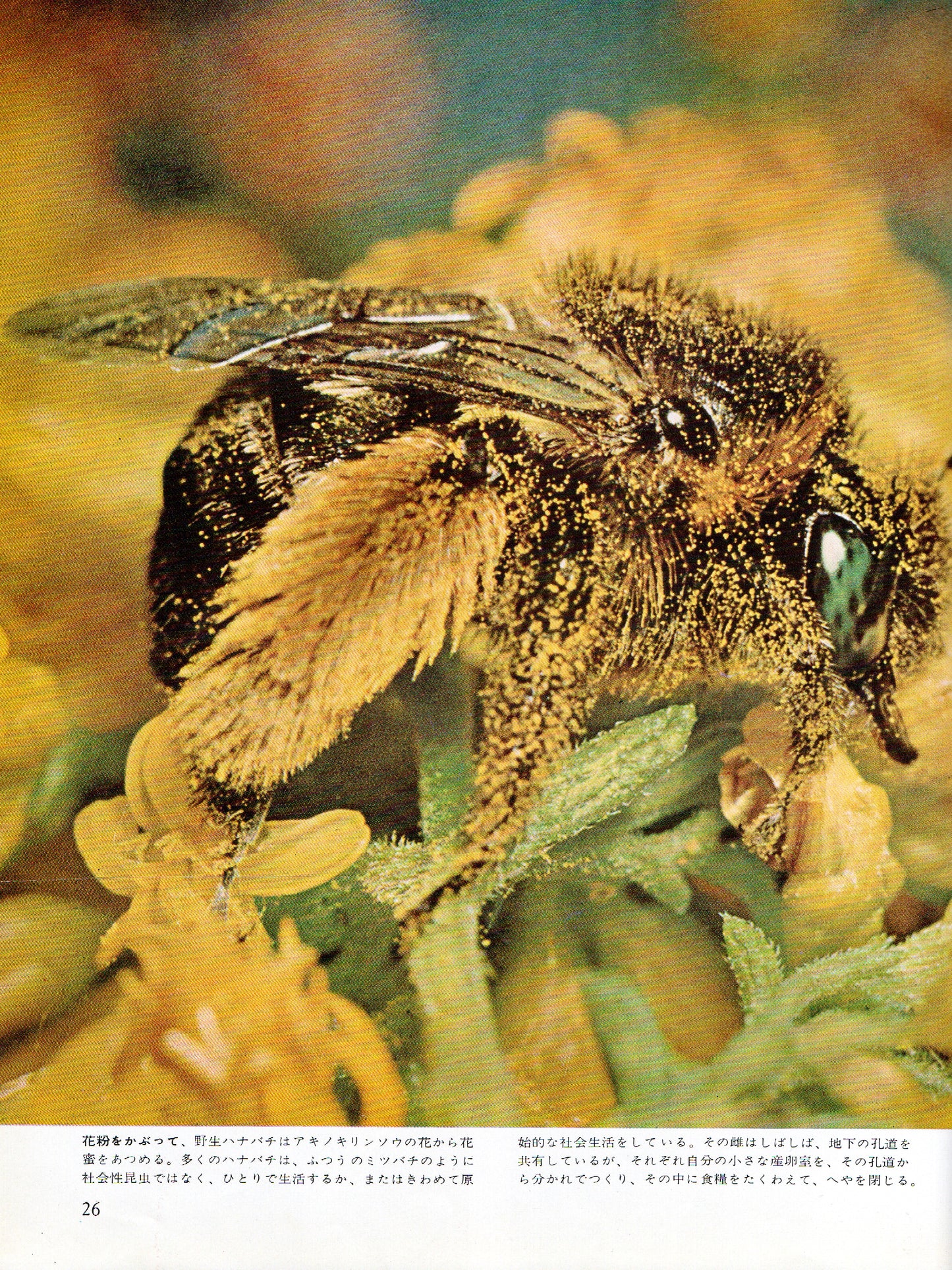 The Insects