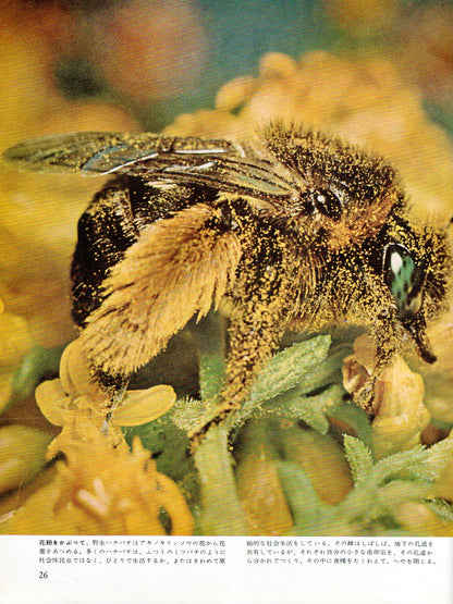 The Insects