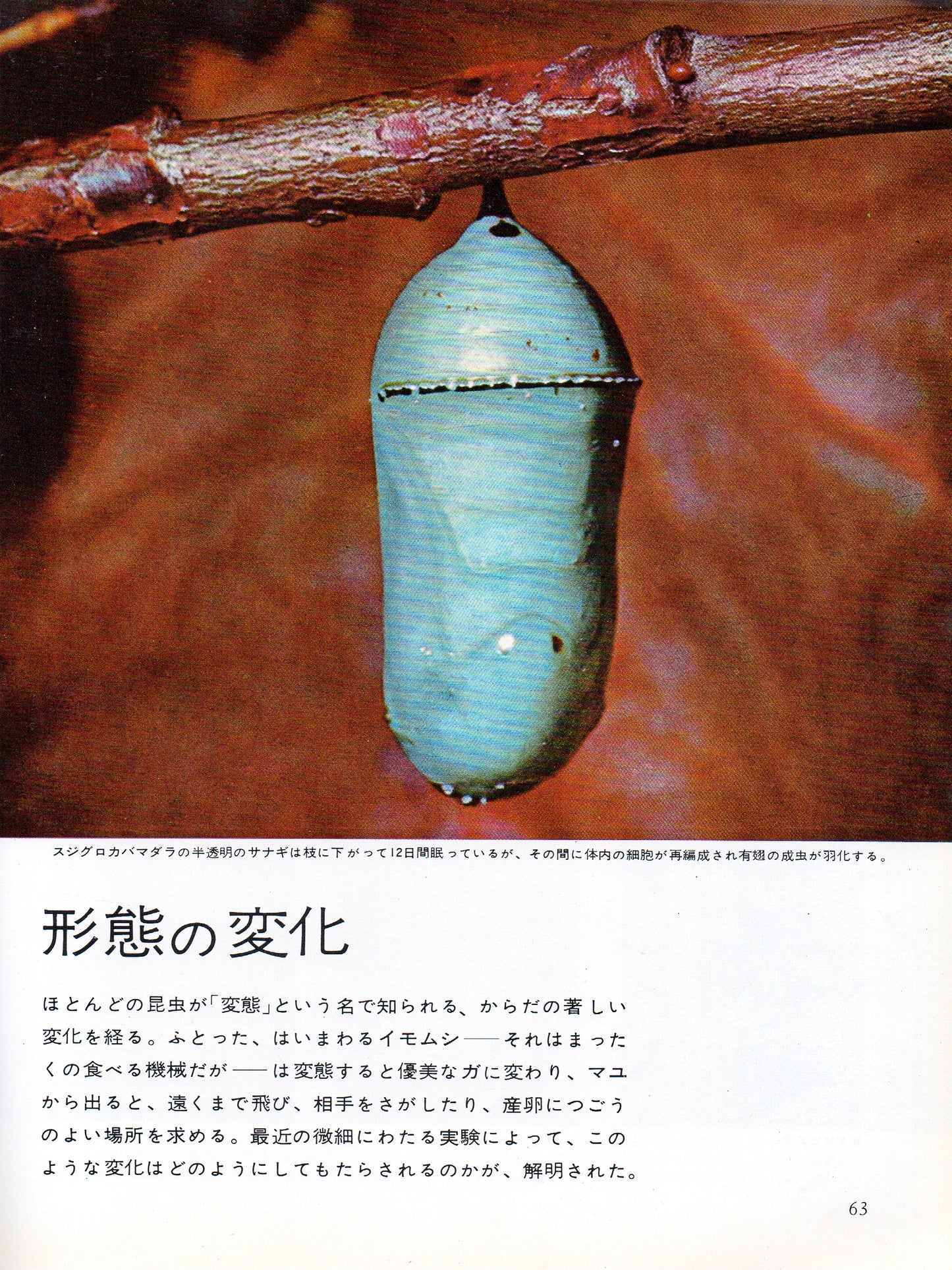 The Insects