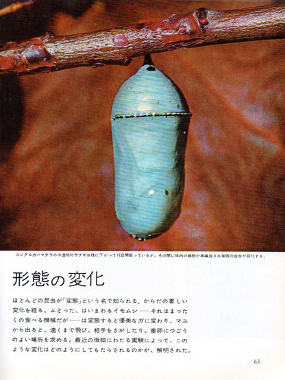 The Insects