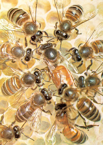 Rätsel der Natur