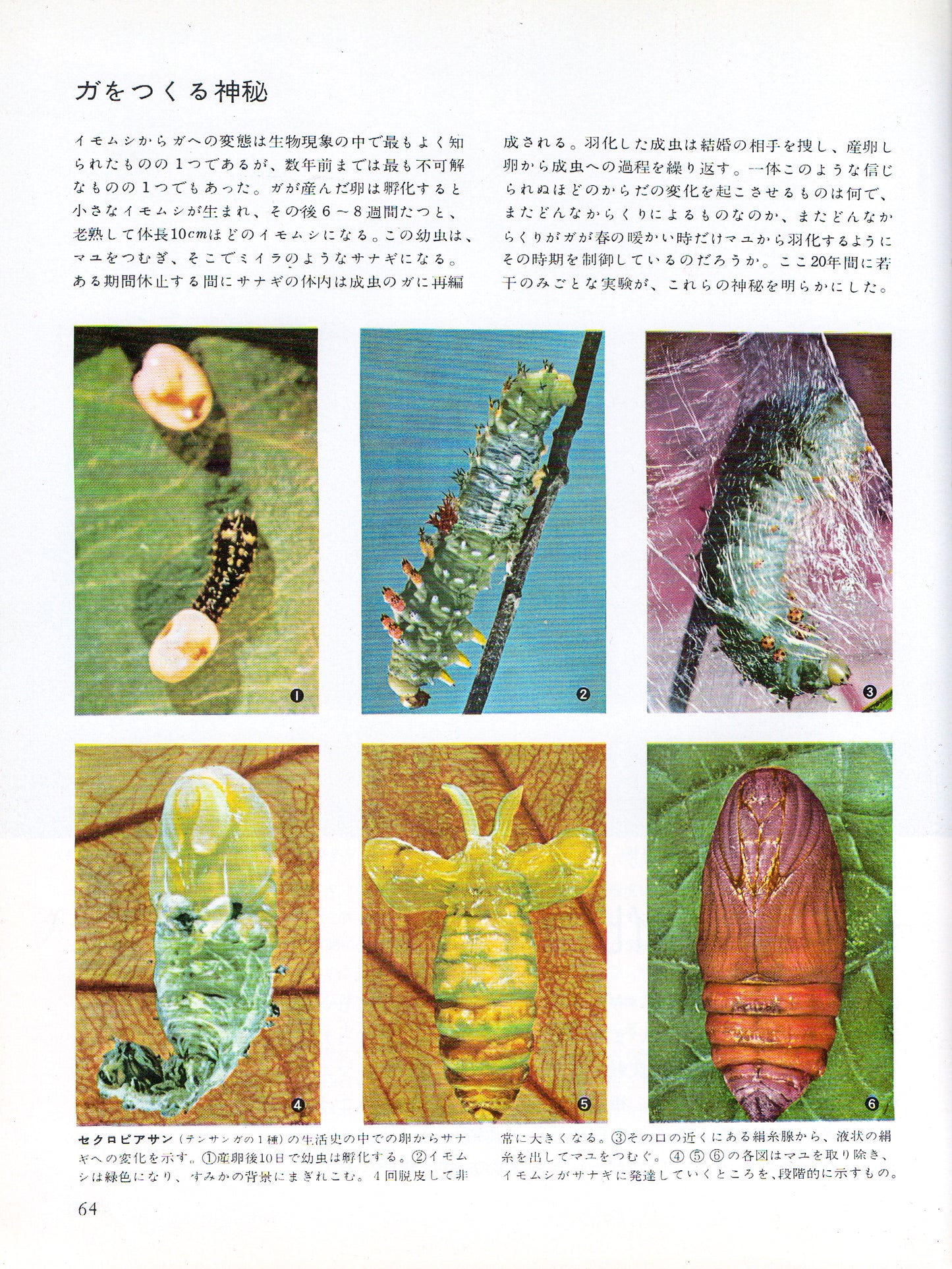 The Insects
