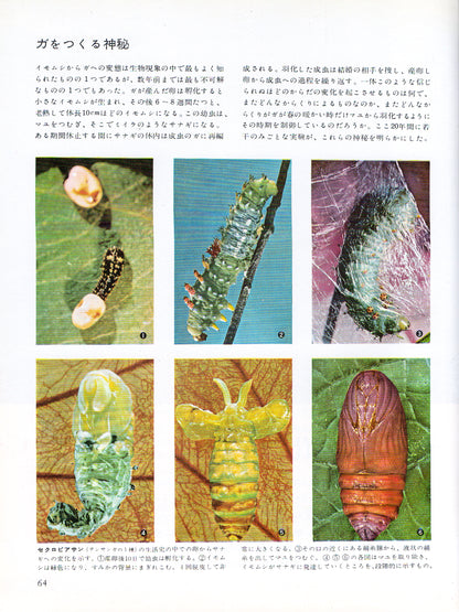 The Insects