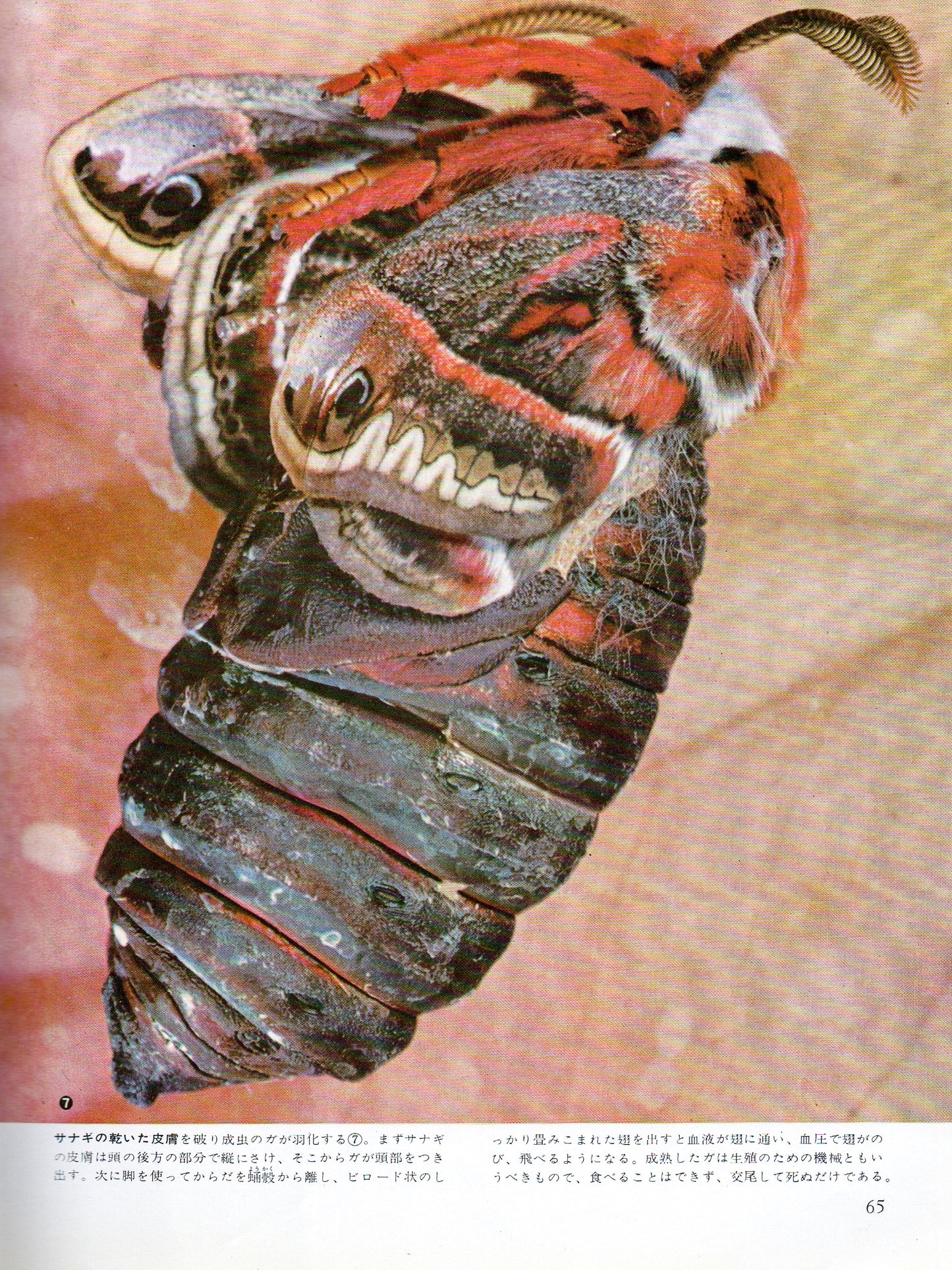 The Insects