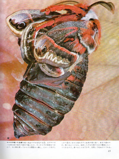 The Insects