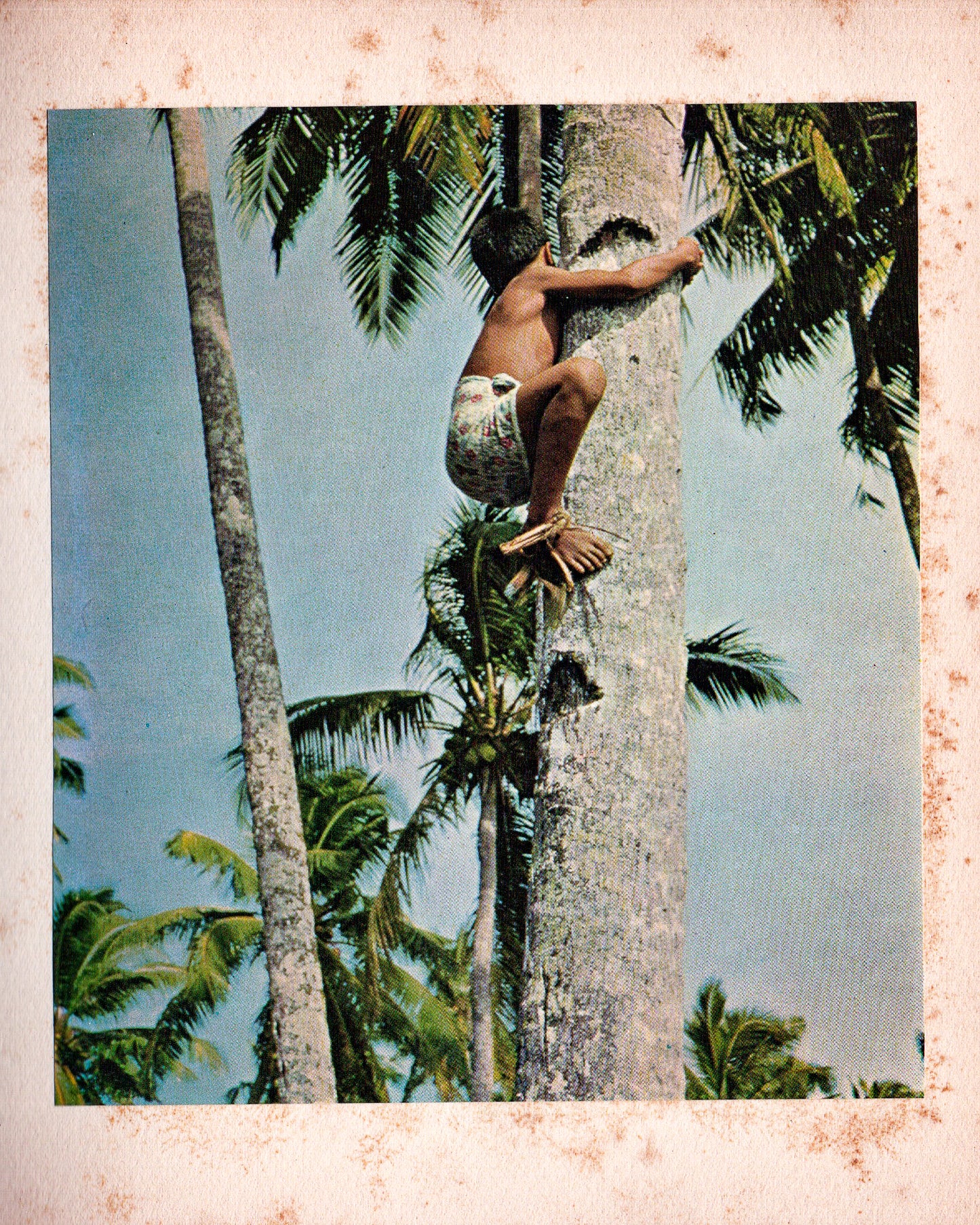 Polynésie: Les Samoa