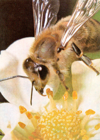 Rätsel der Natur