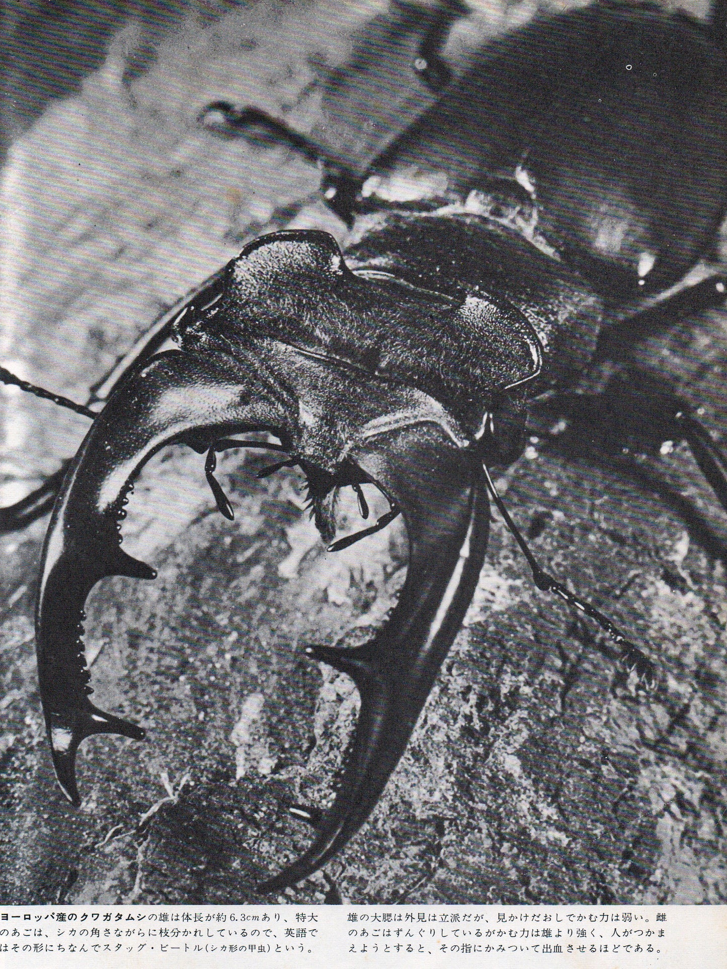 The Insects