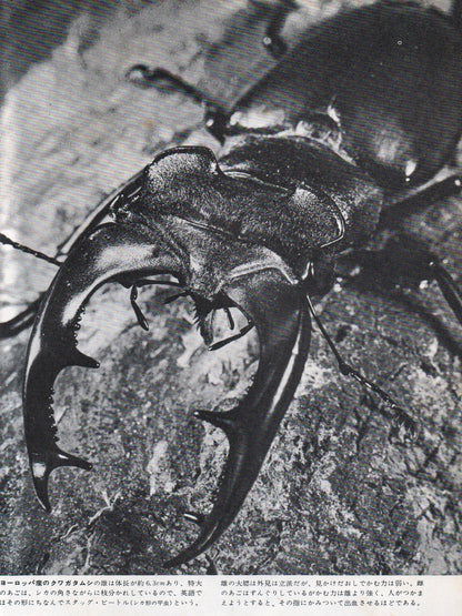 The Insects