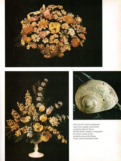 Kingdom of Seashell
