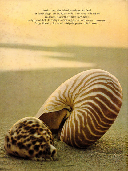 Kingdom of Seashell