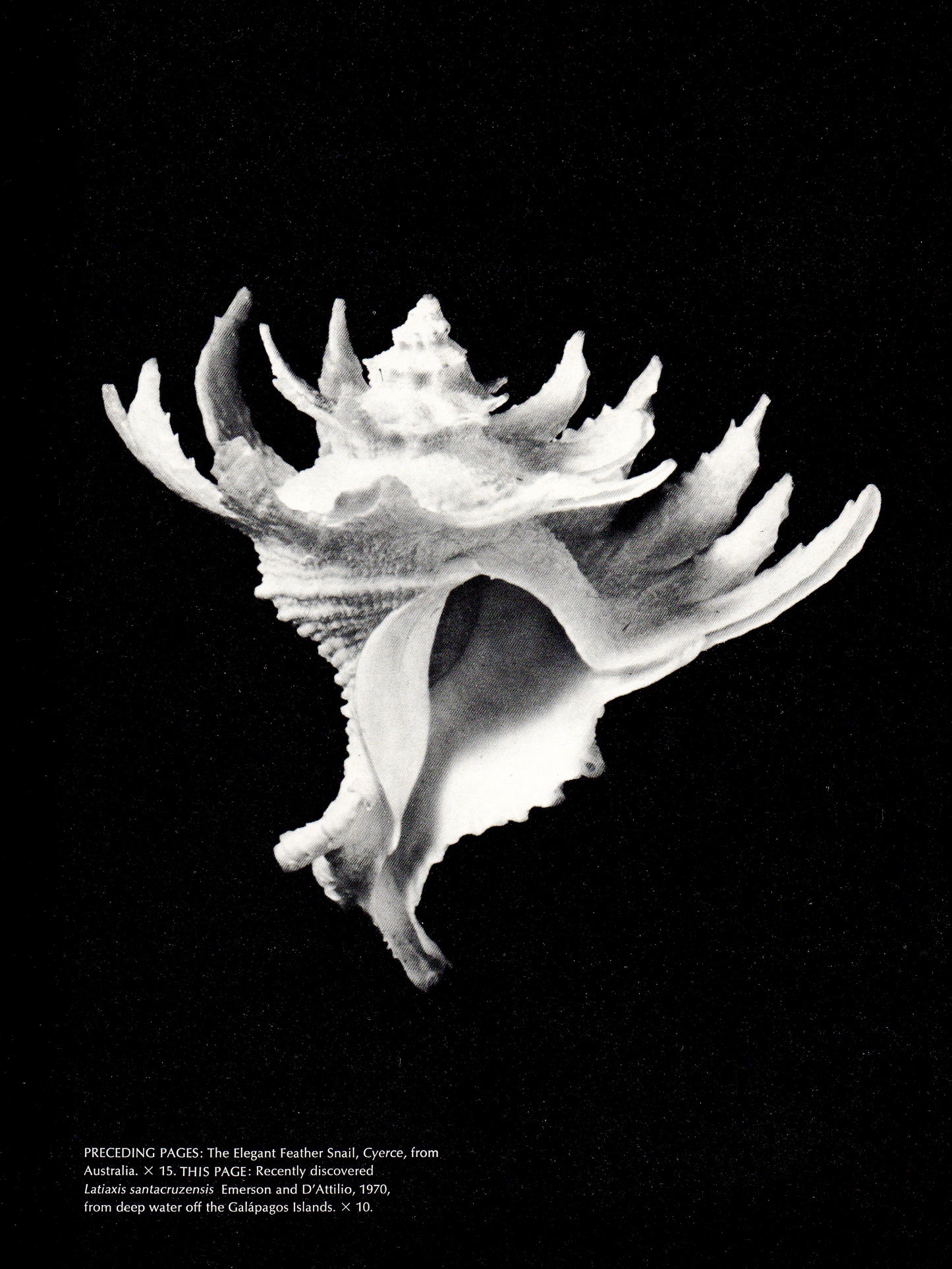 Kingdom of Seashell