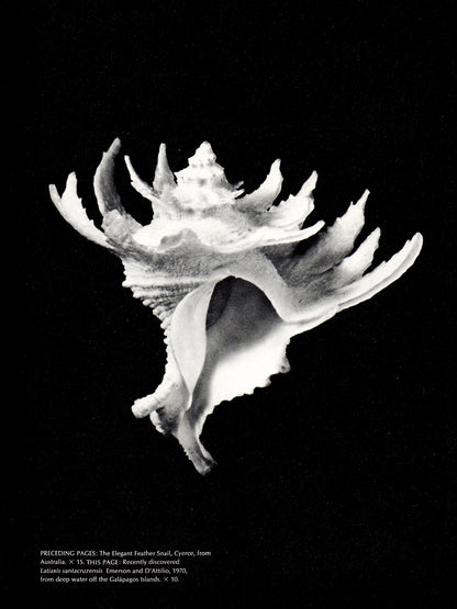 Kingdom of Seashell