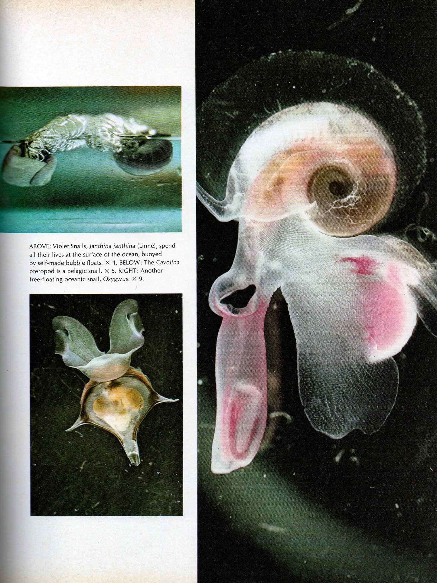 Kingdom of Seashell