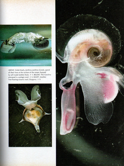 Kingdom of Seashell