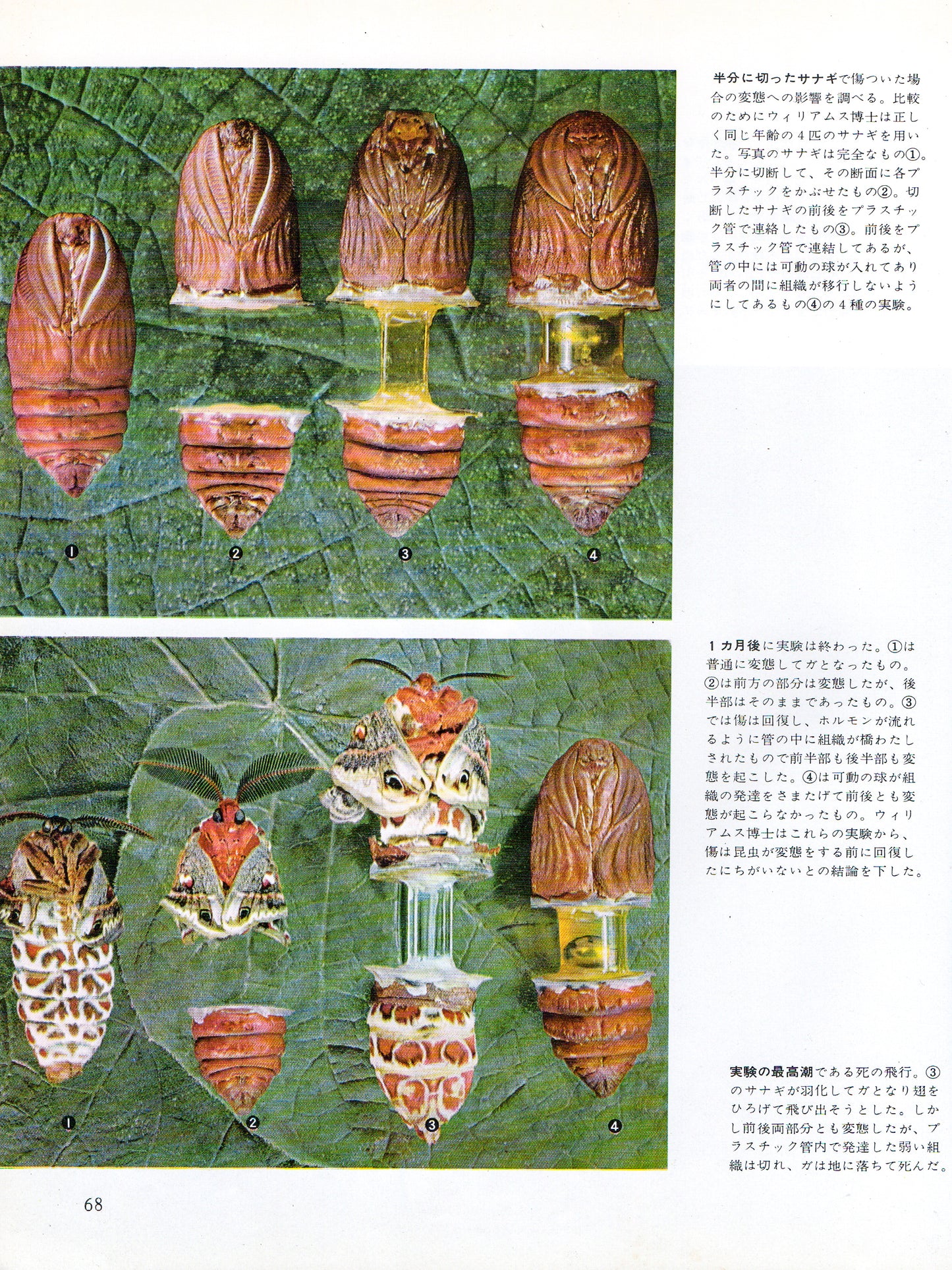 The Insects
