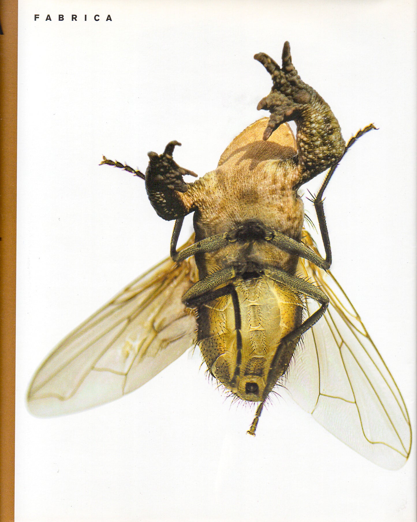 Fabrica: From Chaos To Order And Back