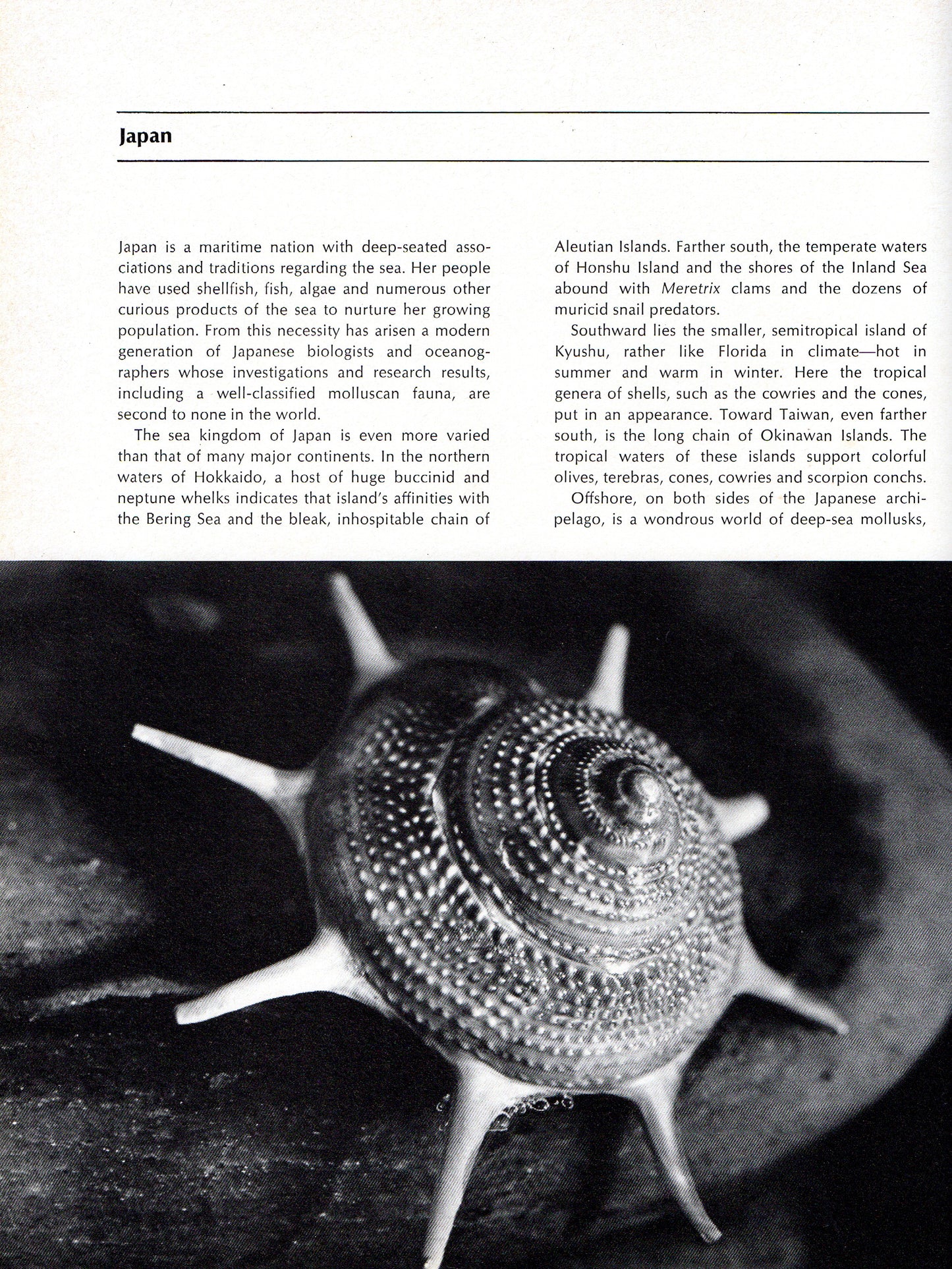 Kingdom of Seashell
