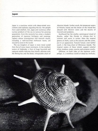 Kingdom of Seashell