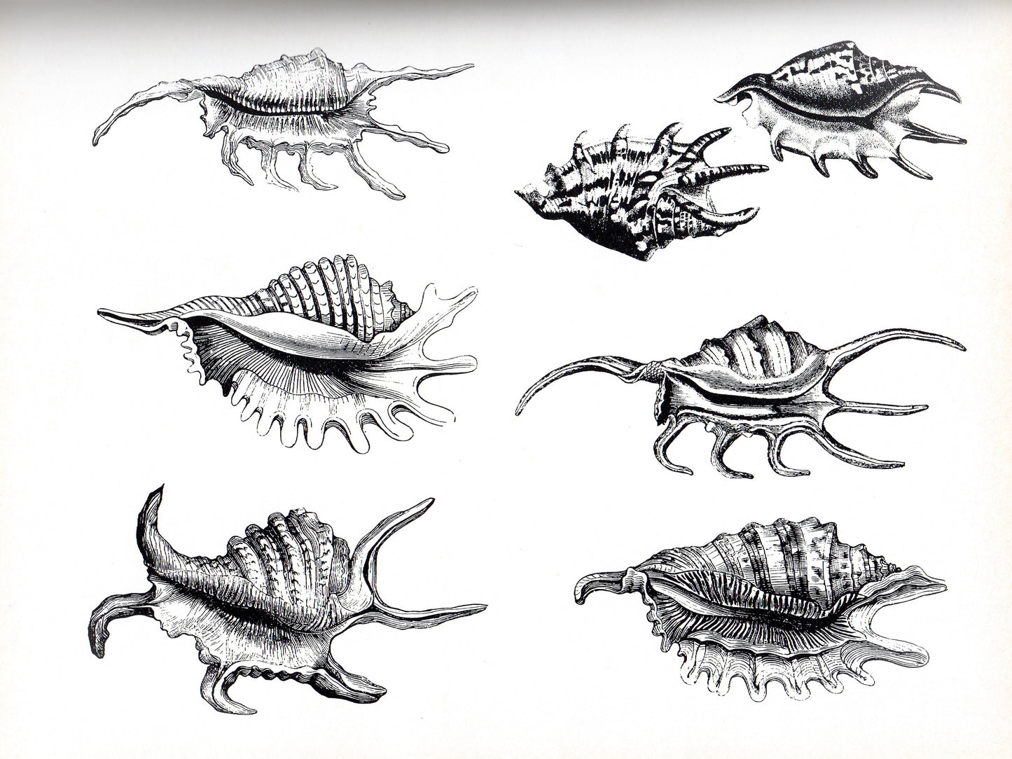 Kingdom of Seashell