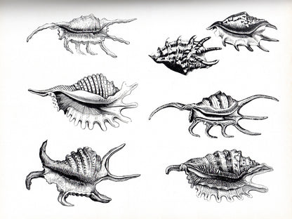 Kingdom of Seashell