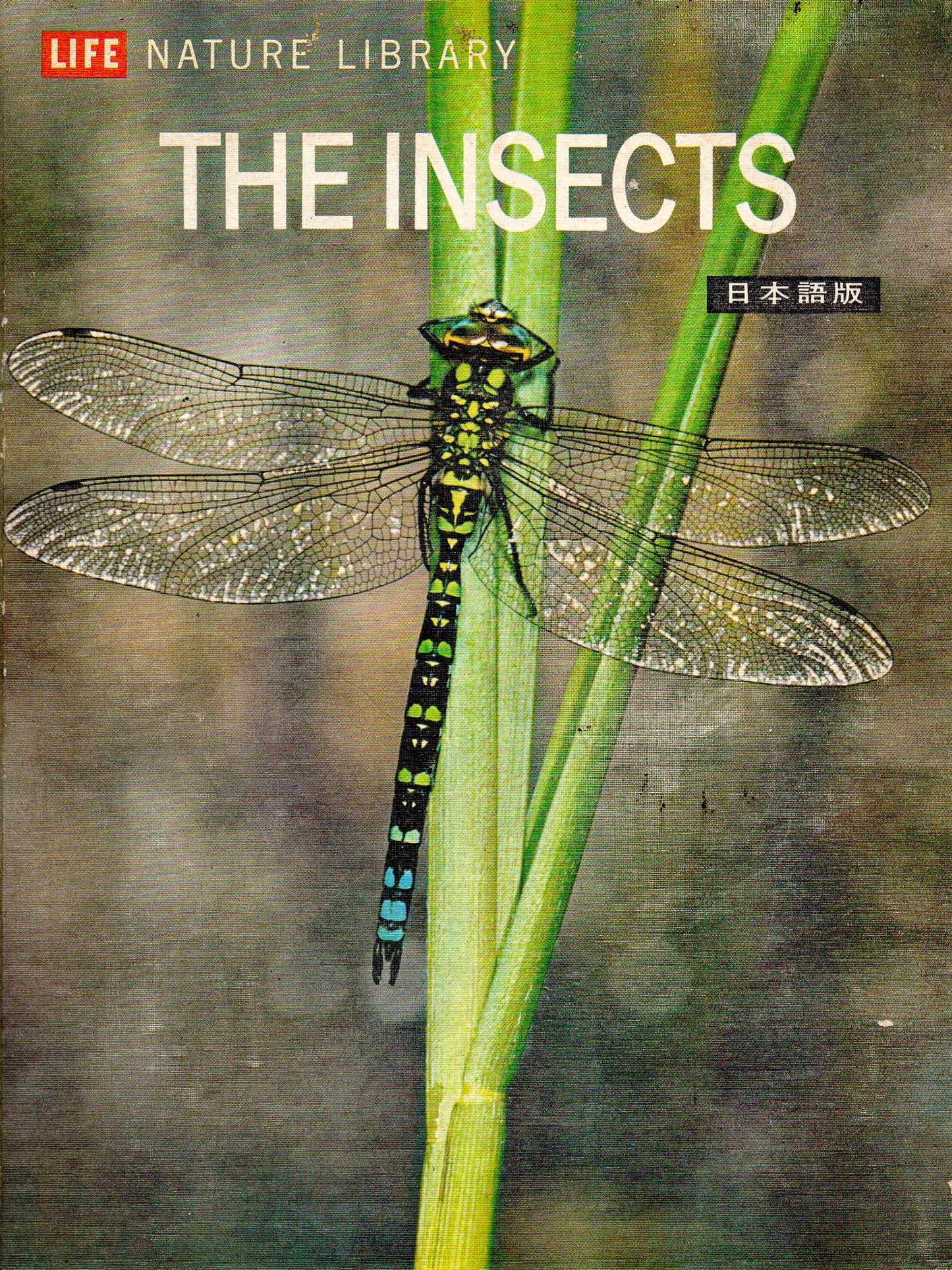 The Insects