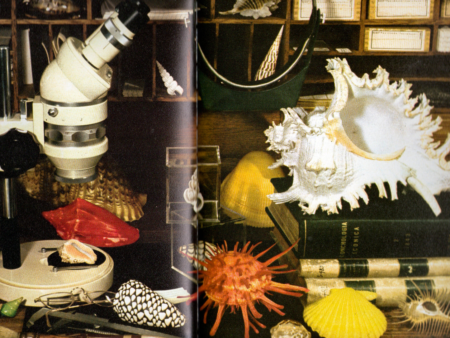 Kingdom of Seashell