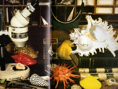 Kingdom of Seashell