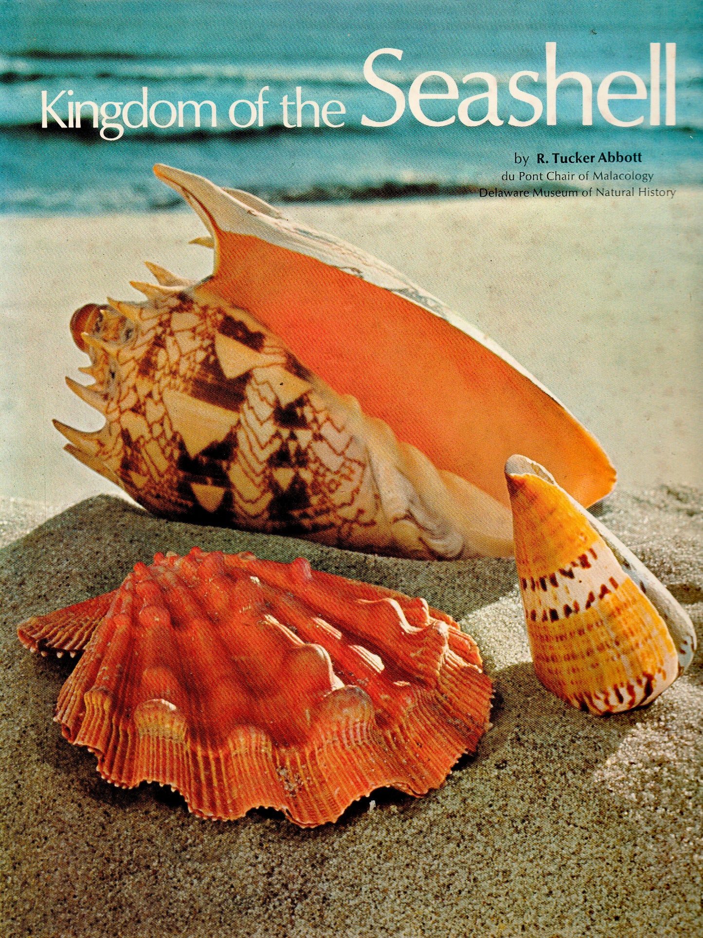 Kingdom of Seashell