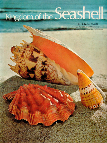 Kingdom of Seashell